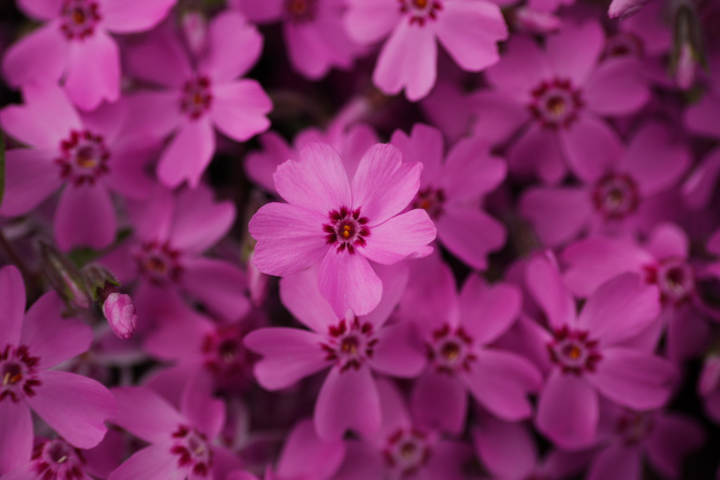 芝桜