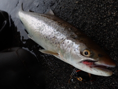 本日の釣果