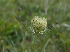 草
