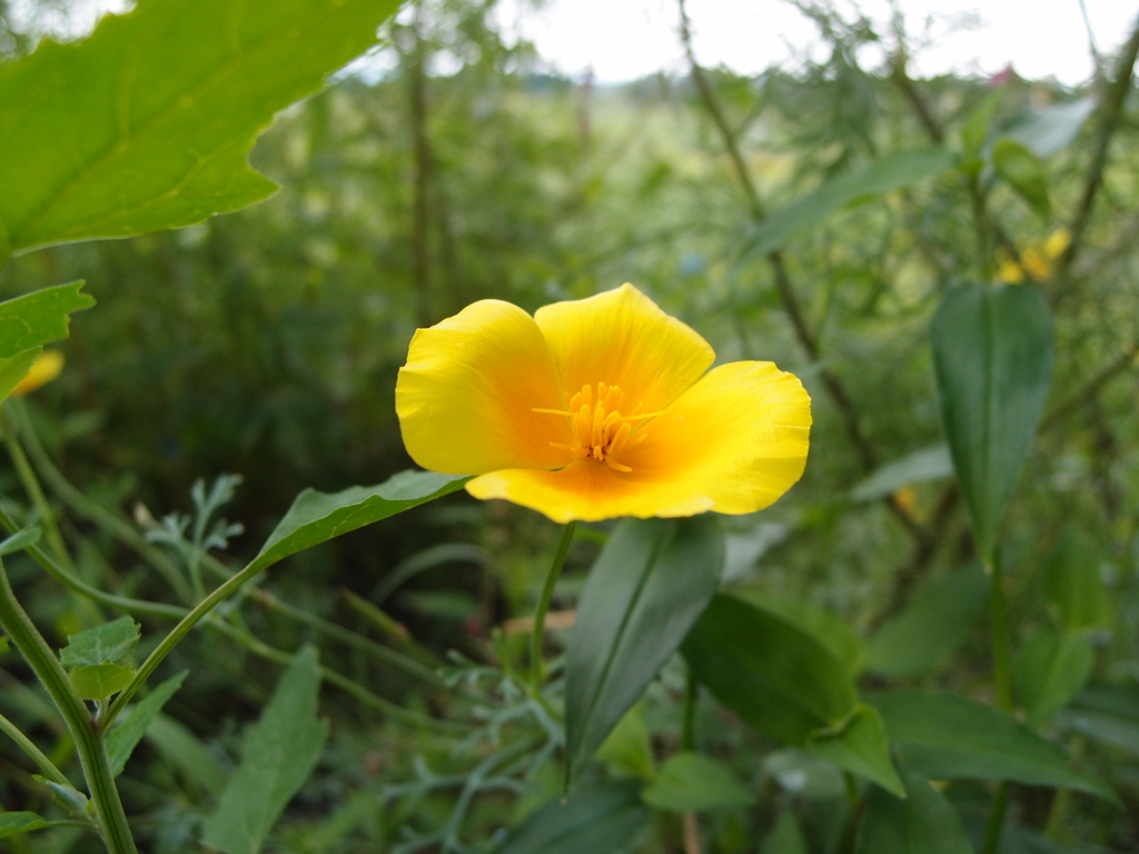花