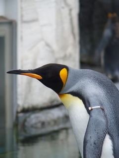 ペンギン