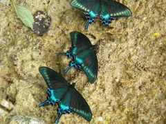 虫（試し撮り）