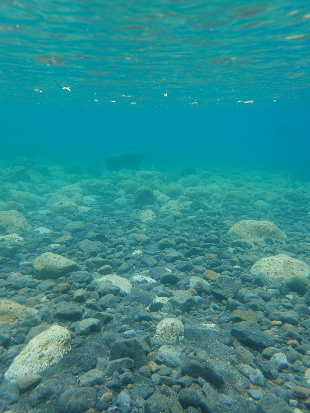 支笏湖水中