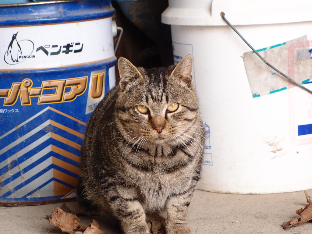 猫