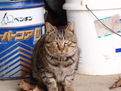 猫