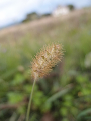 草