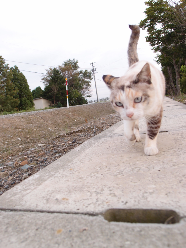 猫