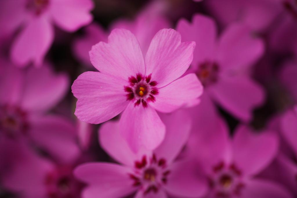 芝桜