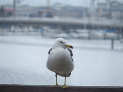 海鳥