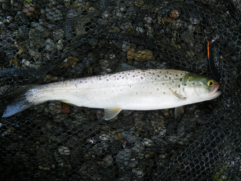 悲しき釣果