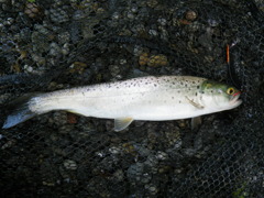 悲しき釣果