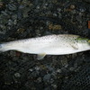 悲しき釣果