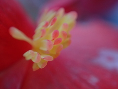 花（顕微鏡モード）