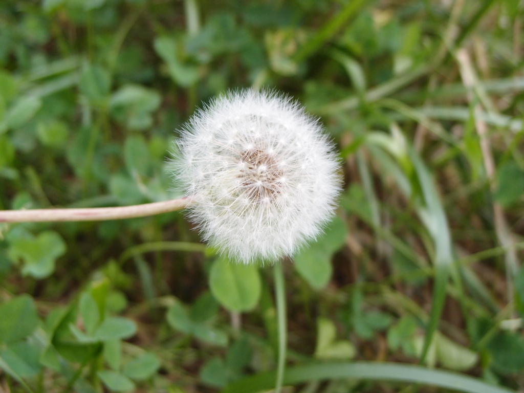 草