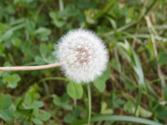 草
