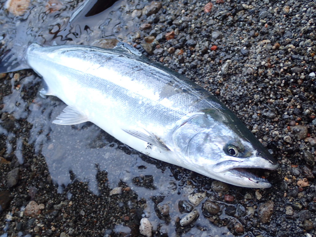 久々の釣果・・・サイズは（T_T）
