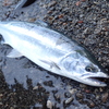 久々の釣果・・・サイズは（T_T）