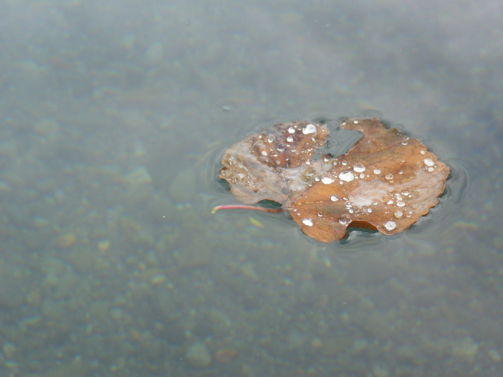 浮葉
