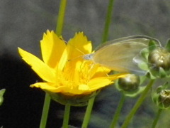 花に蝶