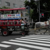 道産子　馬車