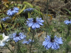 路傍の花　