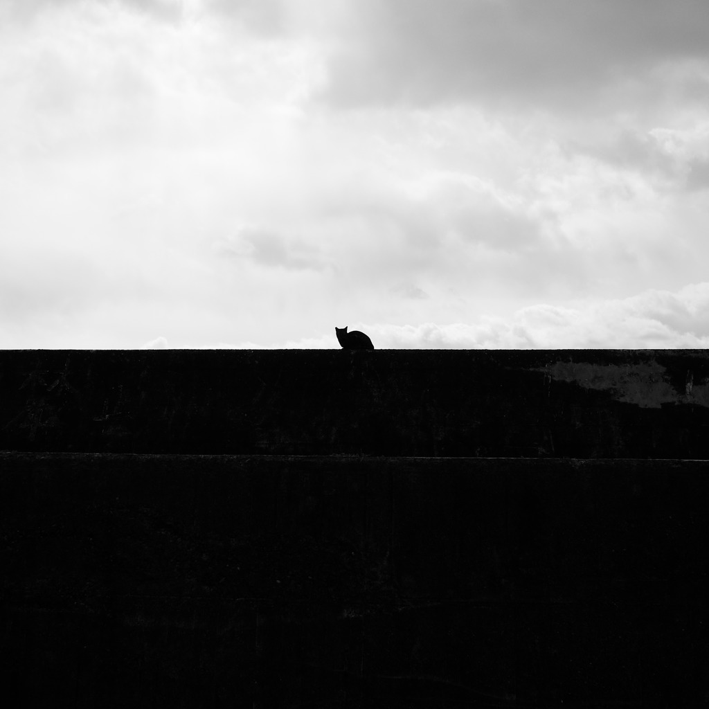 岸壁の猫