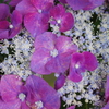 IMGP0426