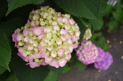 IMGP0410