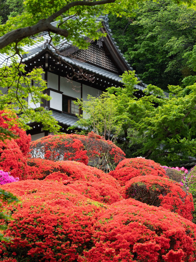 川崎の躑躅寺・TSレンズ