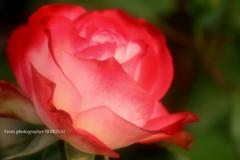 薔薇の誘惑