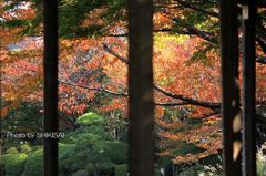 都心の色づき