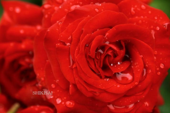 艶やかな薔薇
