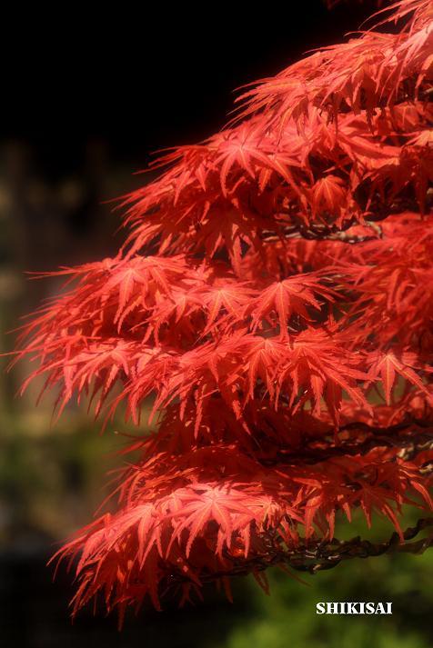 紅葉