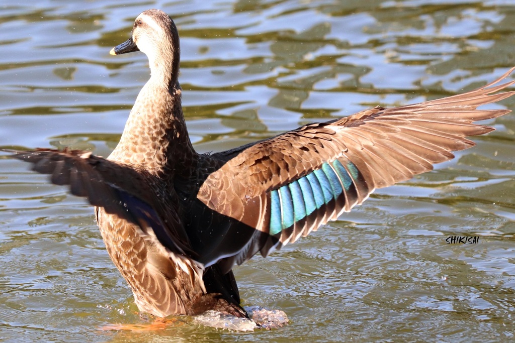 野鳥の会1