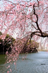 しだれ桜(皇居大手門)