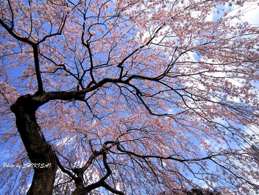 しだれ桜