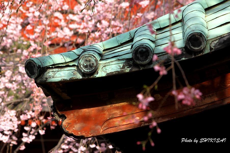 しだれ桜