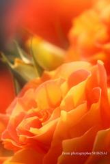 薔薇の香り