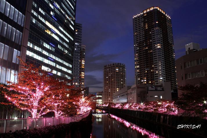 目黒川の夜桜見物