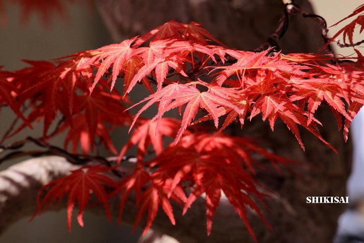 紅葉