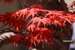 紅葉