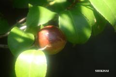 灼熱の日差し