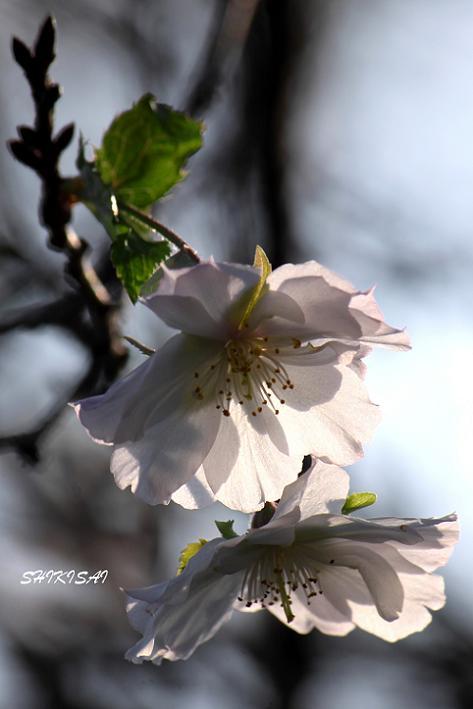 十月桜