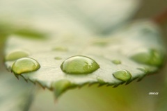 雨上がり2