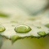 雨上がり2