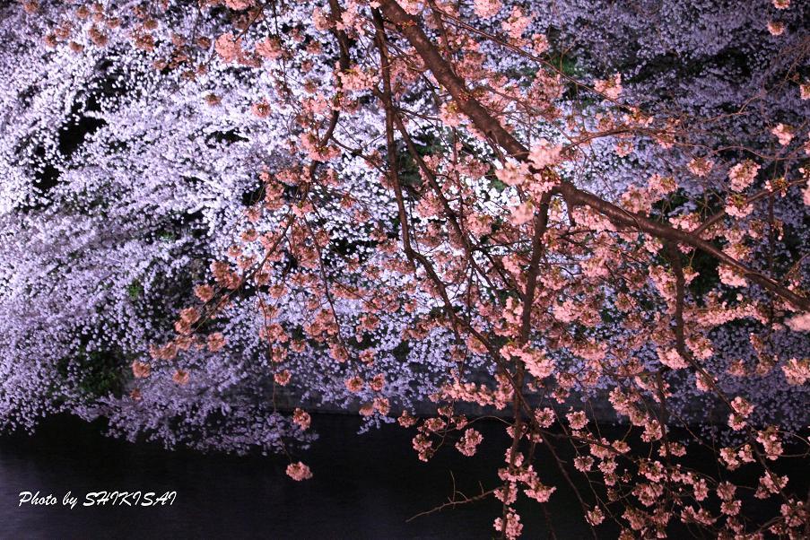 夜桜