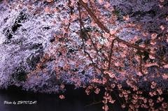 夜桜
