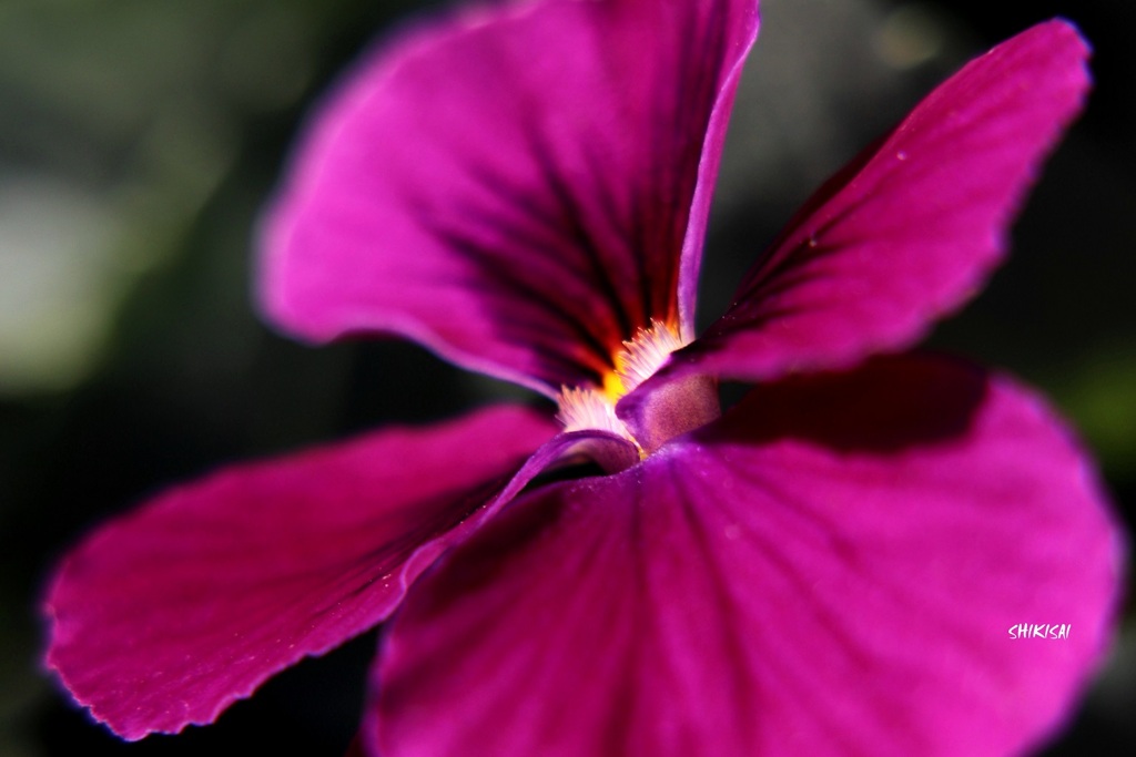 PANSY 1