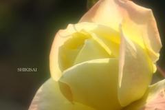 薔薇の世界