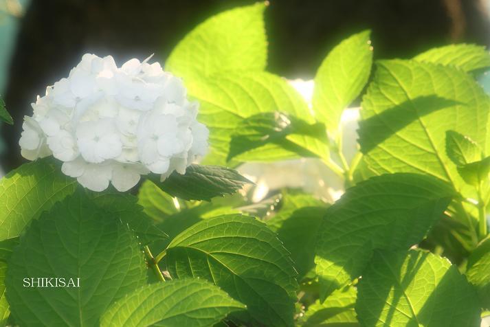 紫陽花探訪